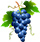 Grapes