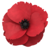 Weekly_Bulletin/poppy.png Weekly_Bulletin/poppy.png